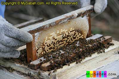 Honey bee farm