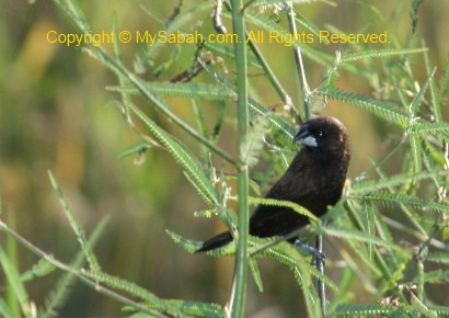 Birds of Sabah (C-G) - MySabah.com