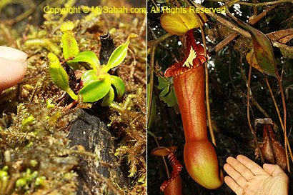 Tiny and huge pitcher plant