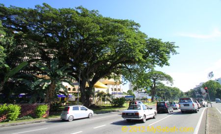 The Oldest Tree of Kota Kinabalu - MySabah.com