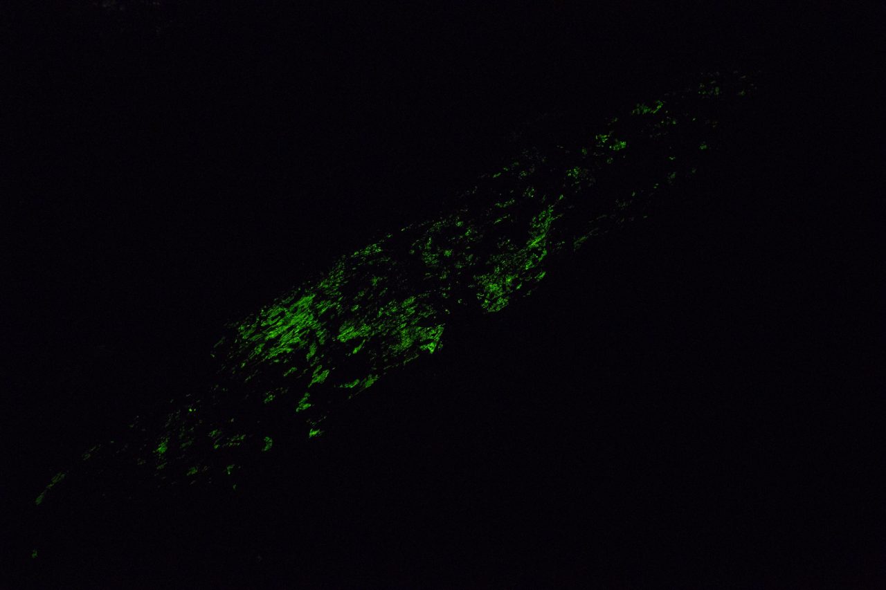 A decaying log glows in the dark