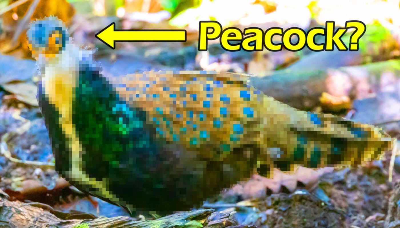 Is it a peacock?