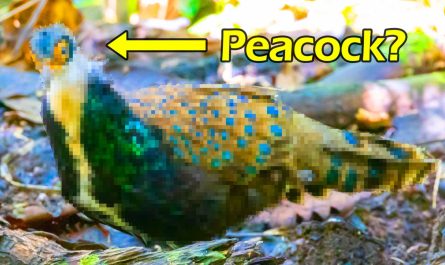 Is it a peacock?