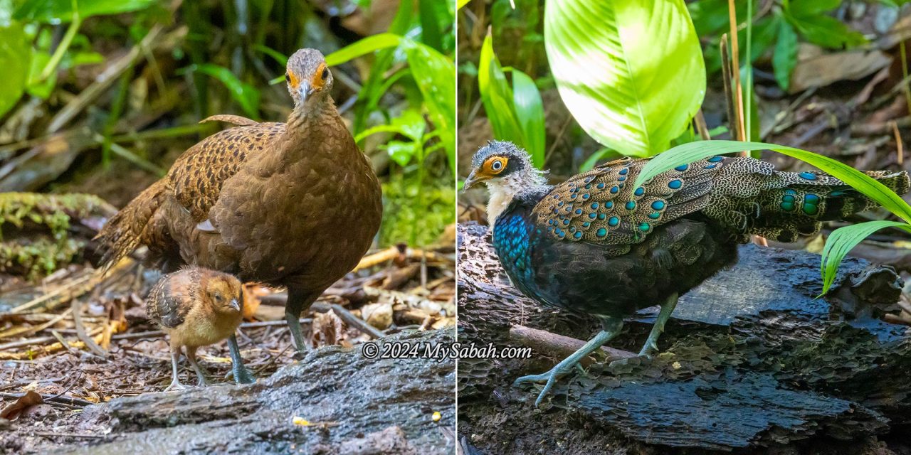 Left: Female Bornean peacock-pheasant and her chick. Right: Male Bornean peacock-pheasant