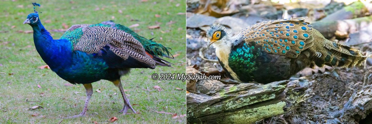 Peacock (left) Vs Bornean peacock-pheasant (right)