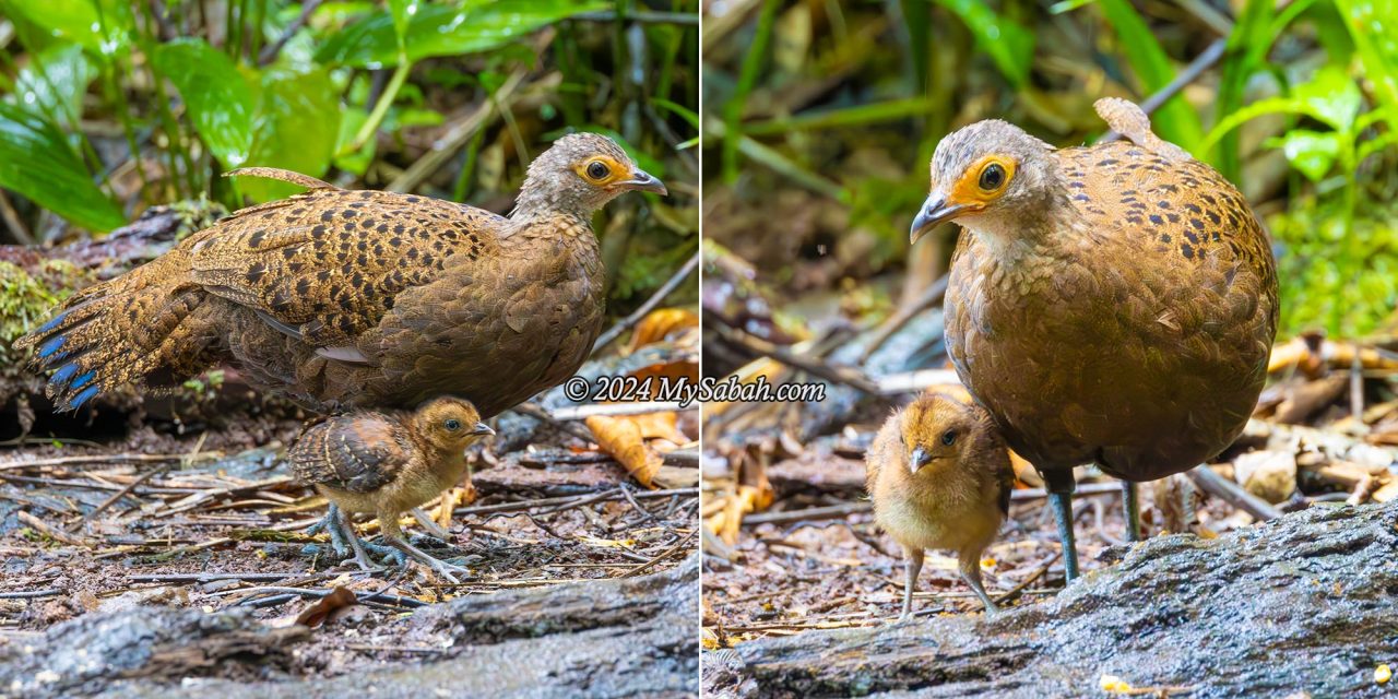 Female Bornean peacock-pheasant and her chick