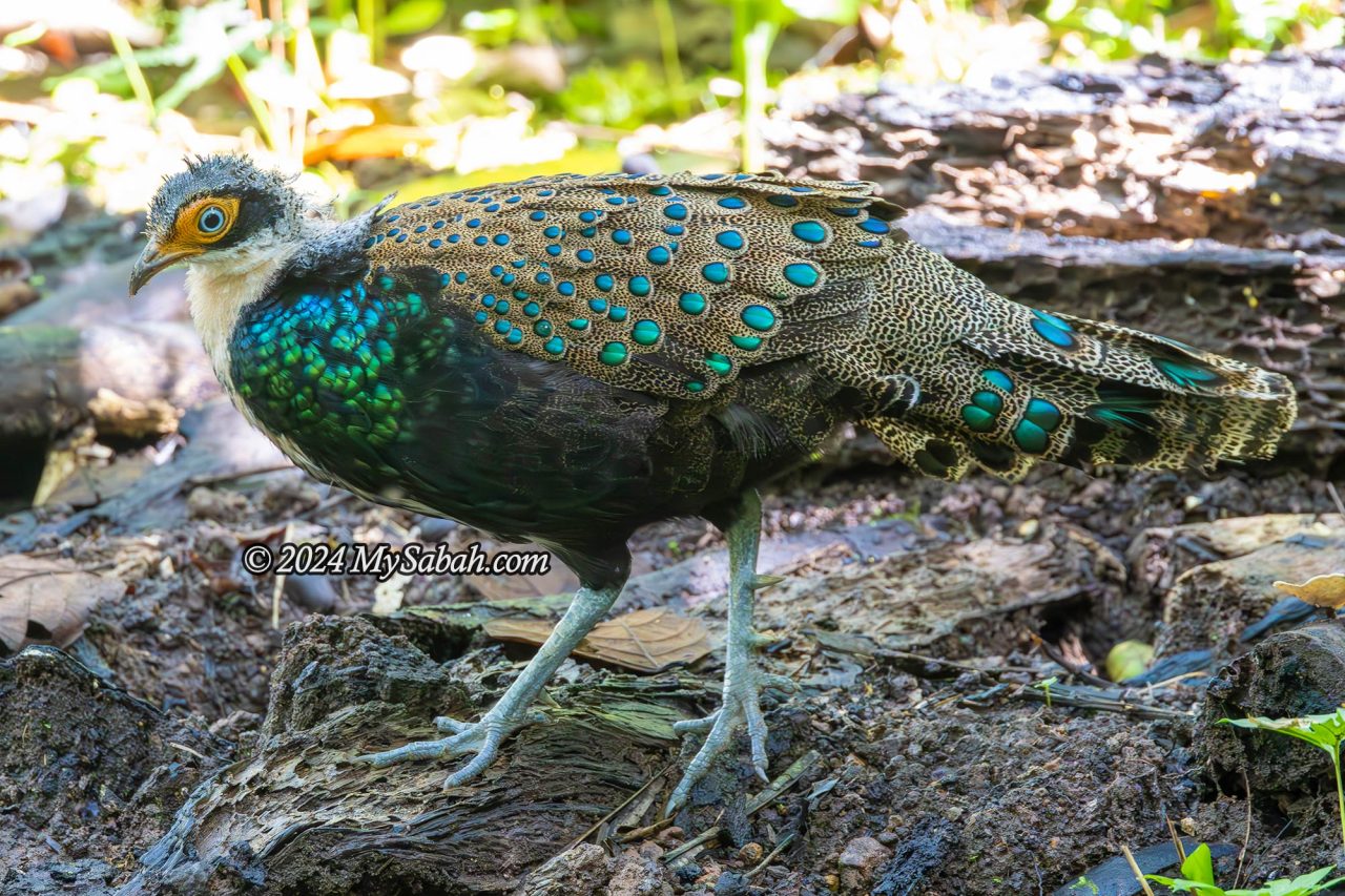 A male Bornean peacock-pheasant