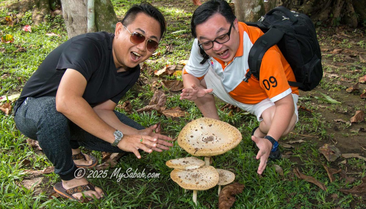 Fungi of Borneo