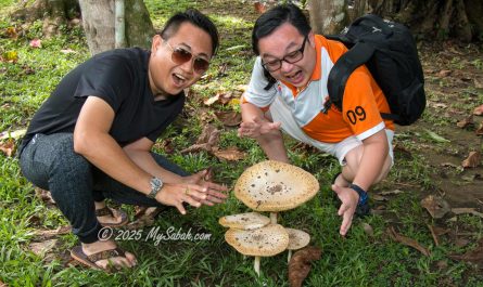 Fungi of Borneo