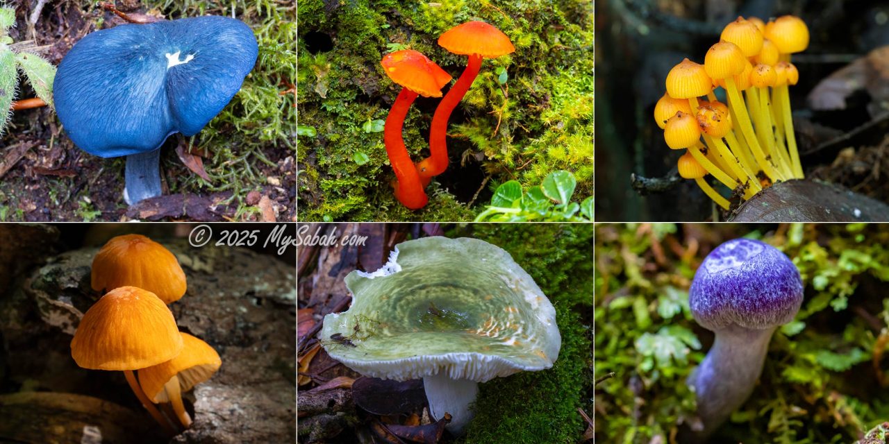 Mushrooms of Borneo in different colours