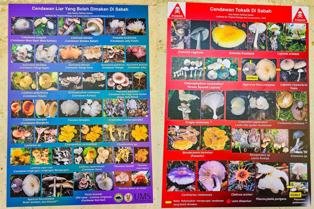 Posters by UMS. Left: Edible wild mushrooms of Sabah. Right: Poisonous mushrooms in Sabah