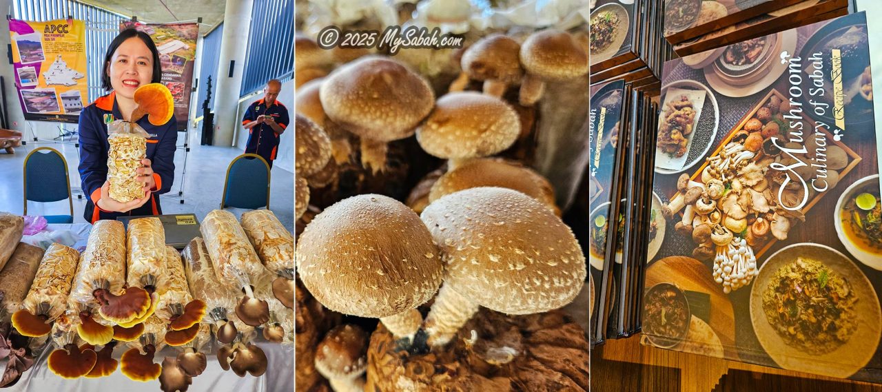 Left & Middle: Cultivated mushrooms, Right: The new book "Mushroom Culinary of Sabah," a recipe collection featuring 33 exquisite mushroom dishes by Sous Chef Elroy Ernest.