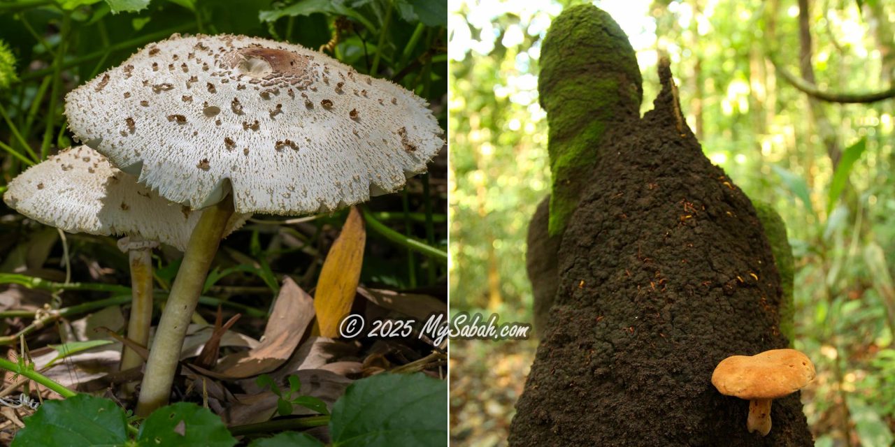 Left: False Parasol (Chlorophyllum molybdites) is the main cause of mushroom poisoning in Sabah. Right: Some say mushrooms growing on termite nests are safe to eat, which is not always true.