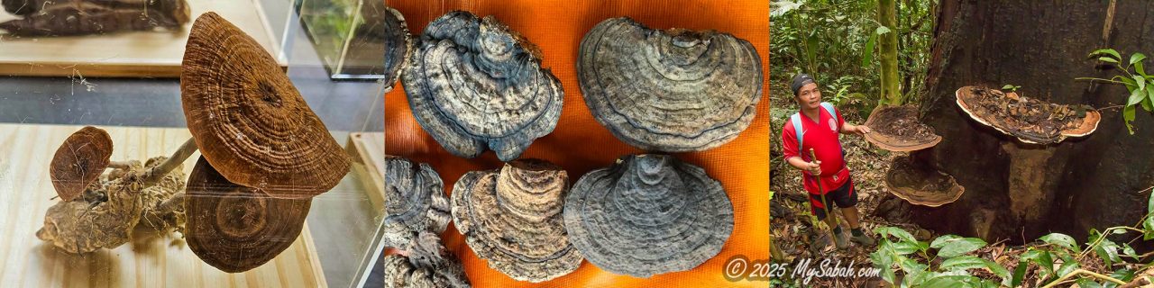 Left: Tiger Milk Mushroom (Lignosus rhinocerus) , Middle: fungus herb sold in local market, Right:  Big shelf fungi. I wish they are Lingzhi