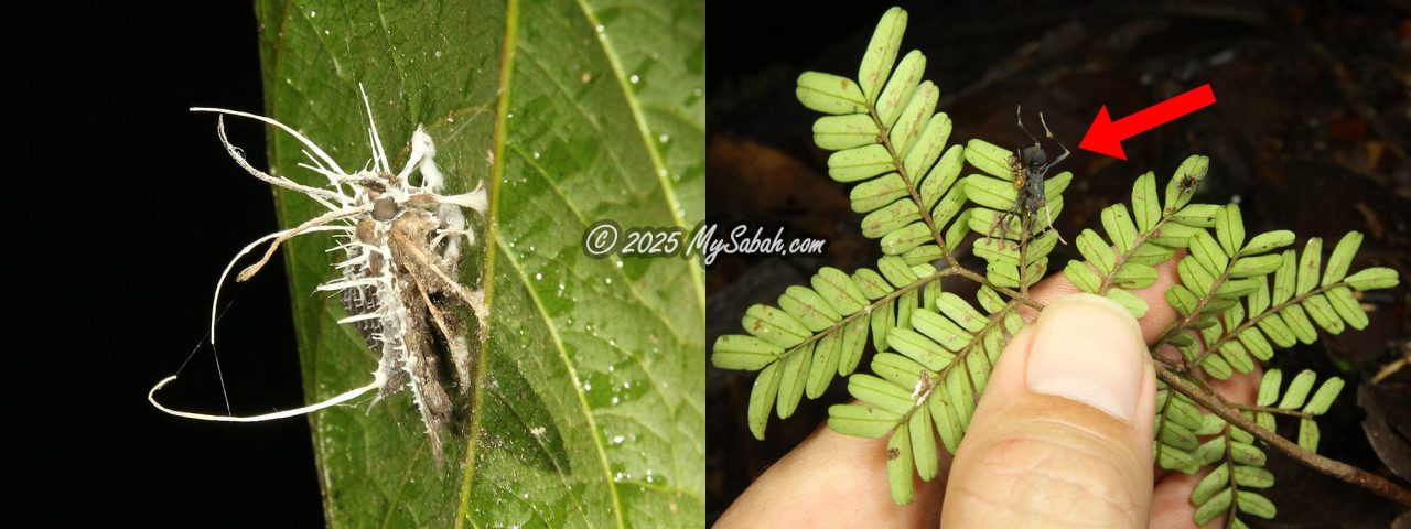 Insects infected by zombie fungus