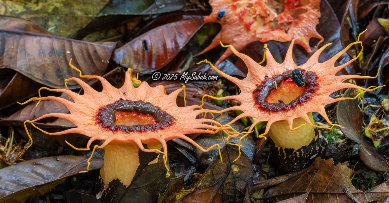 Starfish Fungus (Aseroe rubra)