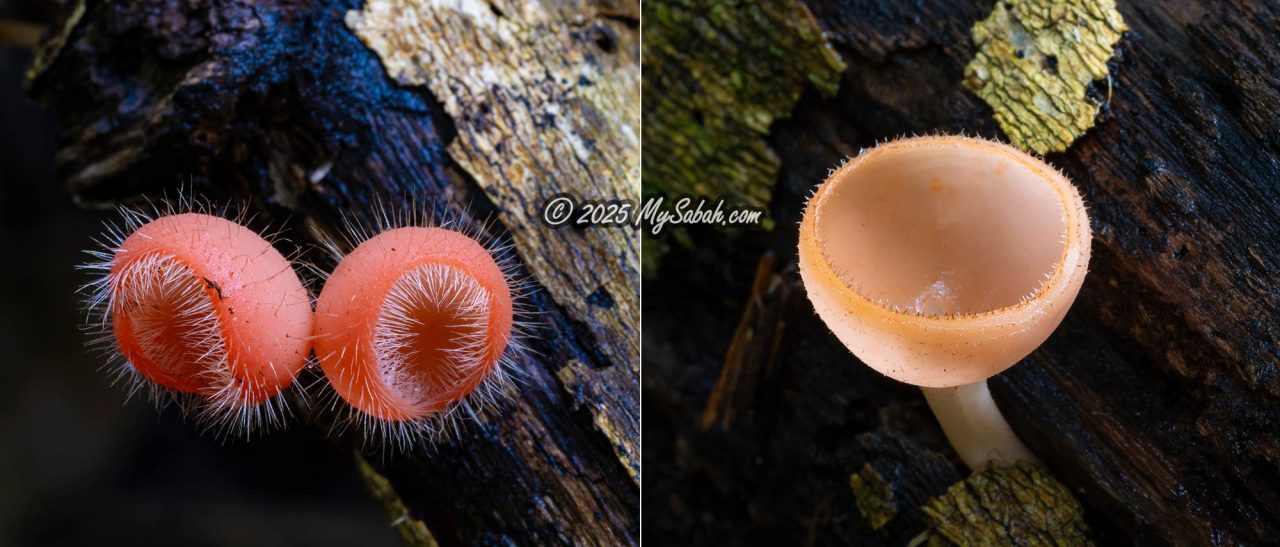 Cup Fungus. Left: Cookeina tricholoma, Right: Cookeina sulcipes