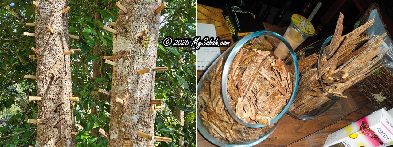 Agarwood (Gaharu)