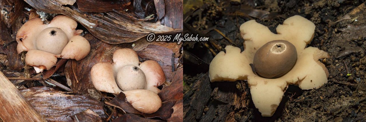 Earthstar mushroom (Geastrum sp.)