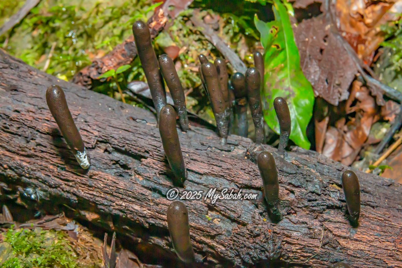 Xylaria polymorpha, or Dead Man’s Fingers