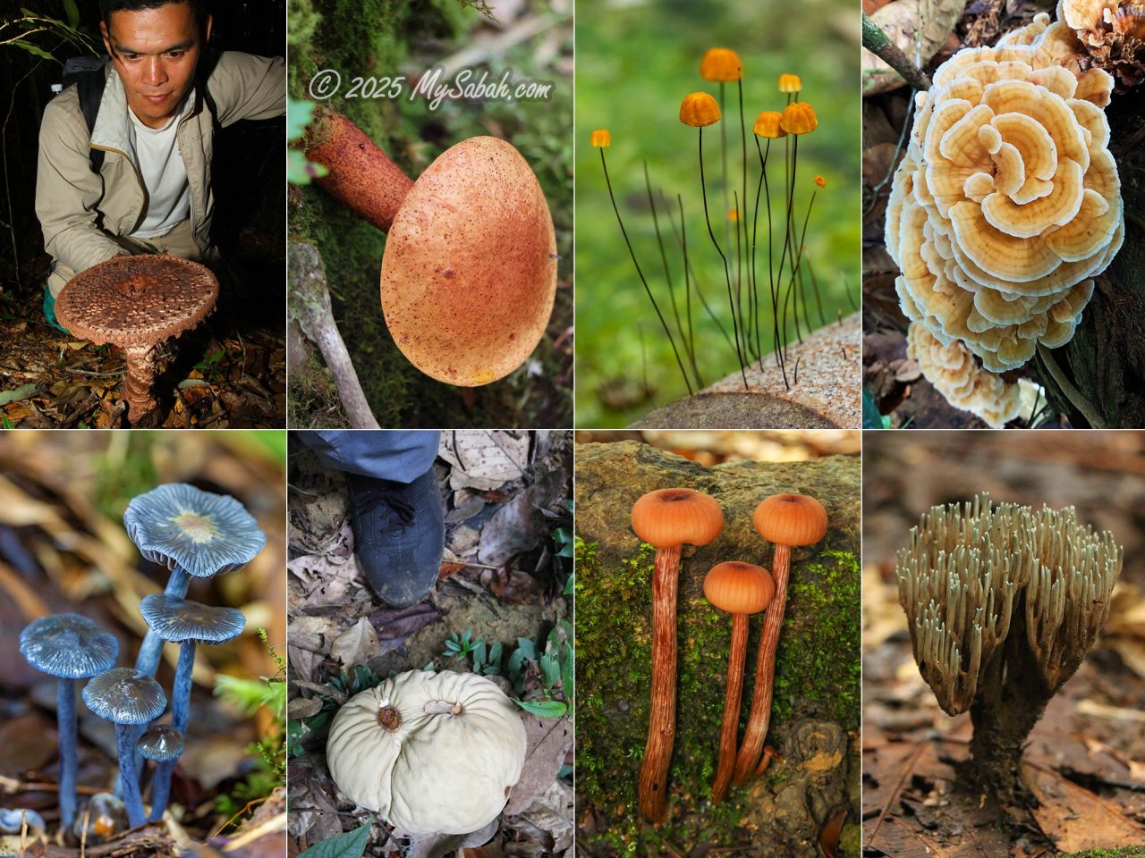 Fungi of Borneo in various sizes, forms, and shapes