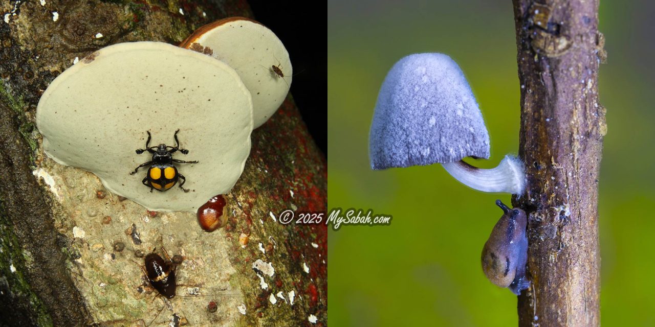 Bugs feeding on fungi