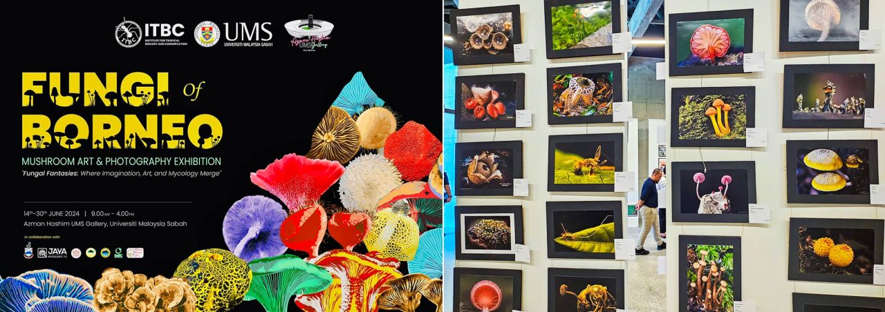 Fungi of Borneo: Mushroom Art and Photography Exhibition