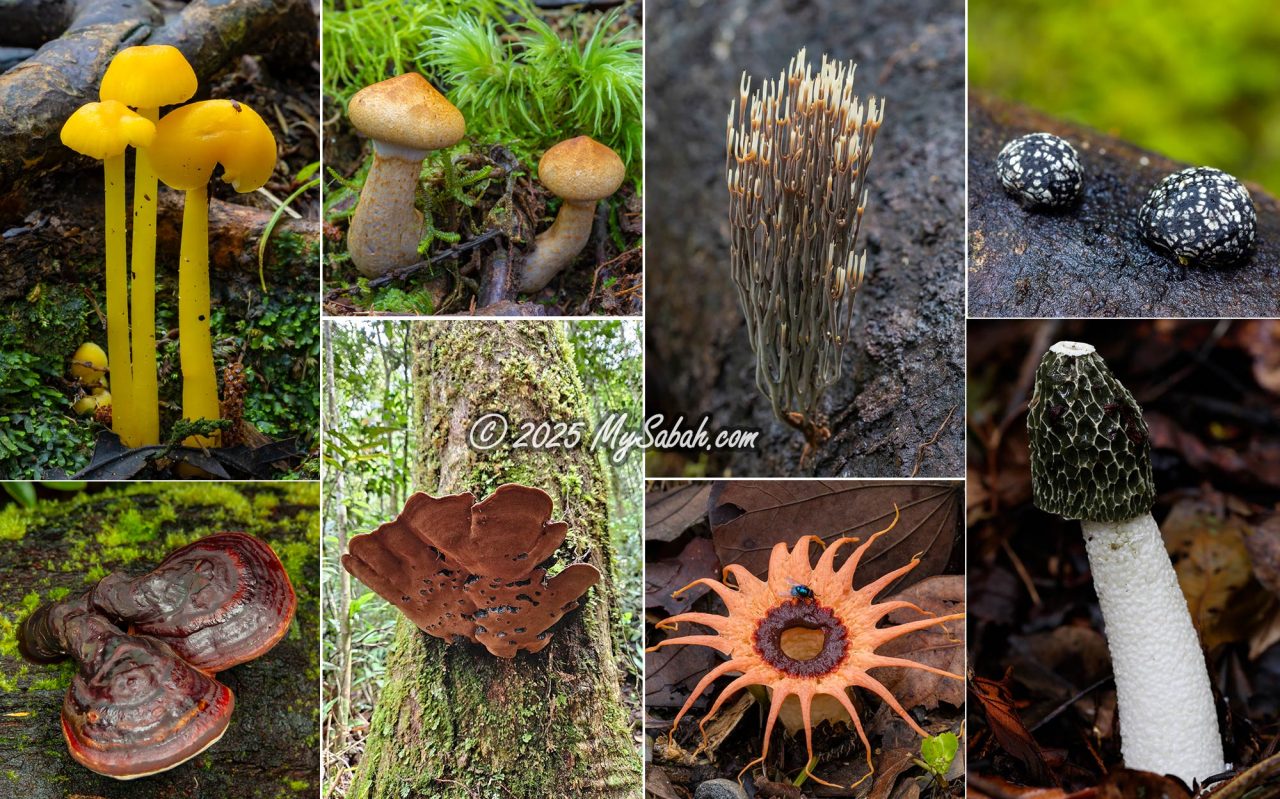 Mushrooms and fungi of Kinabalu Park