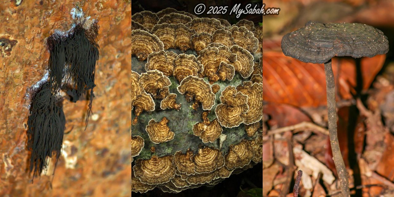 Fungi of Tawau Hills Park