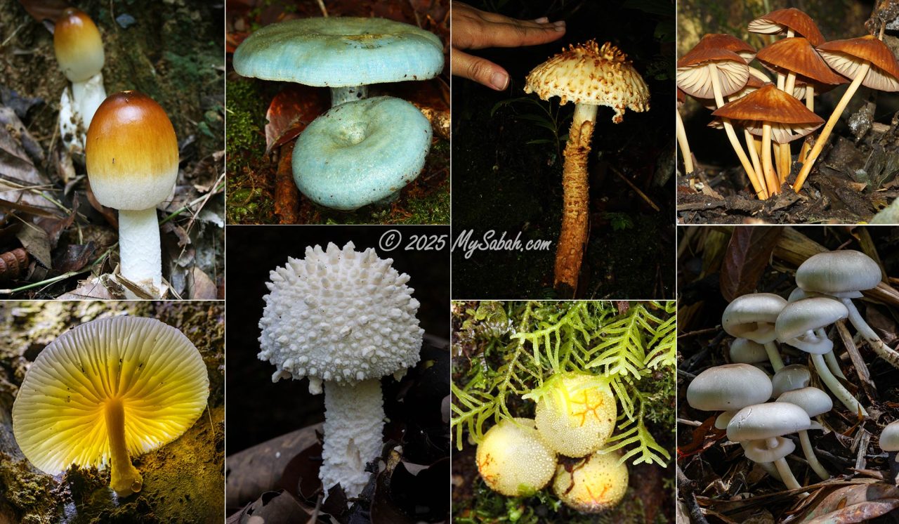 Fungi of Borneo in the phylum Basidiomycota