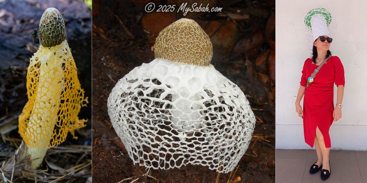 Bridal Veil Stinkhorn (Phallus indusiatus)