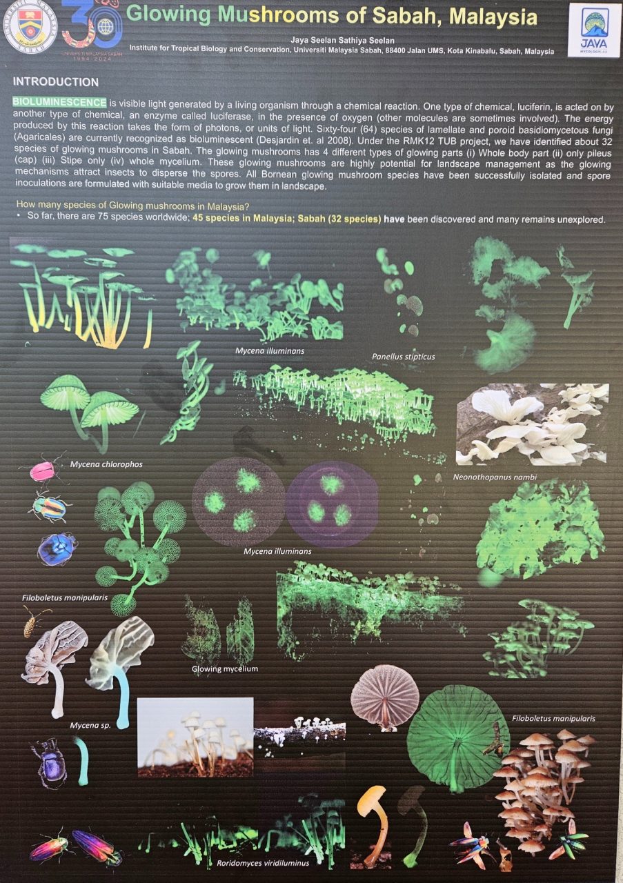 32 species of glowing mushrooms found in Sabah. Poster by Universiti Malaysia Sabah