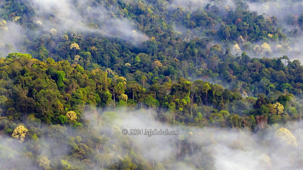 Borneo rainforest in mist