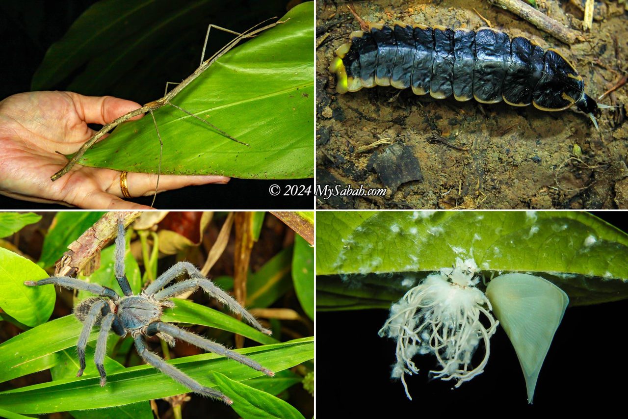 Left to right, top to bottom: A large stick insect, Lampyridae firefly (note its glowing tail), probably a tarantula spider, newly hatched Flatid Planthopper