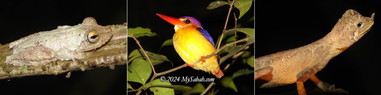 Left to Right: a frilled tree frog on a vine, Oriental Dwarf Kingfisher, Ornate Shrub Lizard (Aphaniotis ornata)