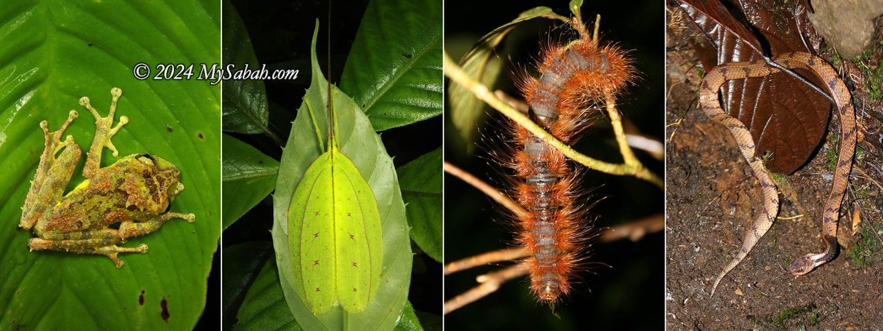 Left to Right: Mossy Bush Frog (Philautus macroscelis), a well-camouflaged katydid, huge caterpillar of a moth, Borneo Slug Snake (Asthenodipsas borneensis)