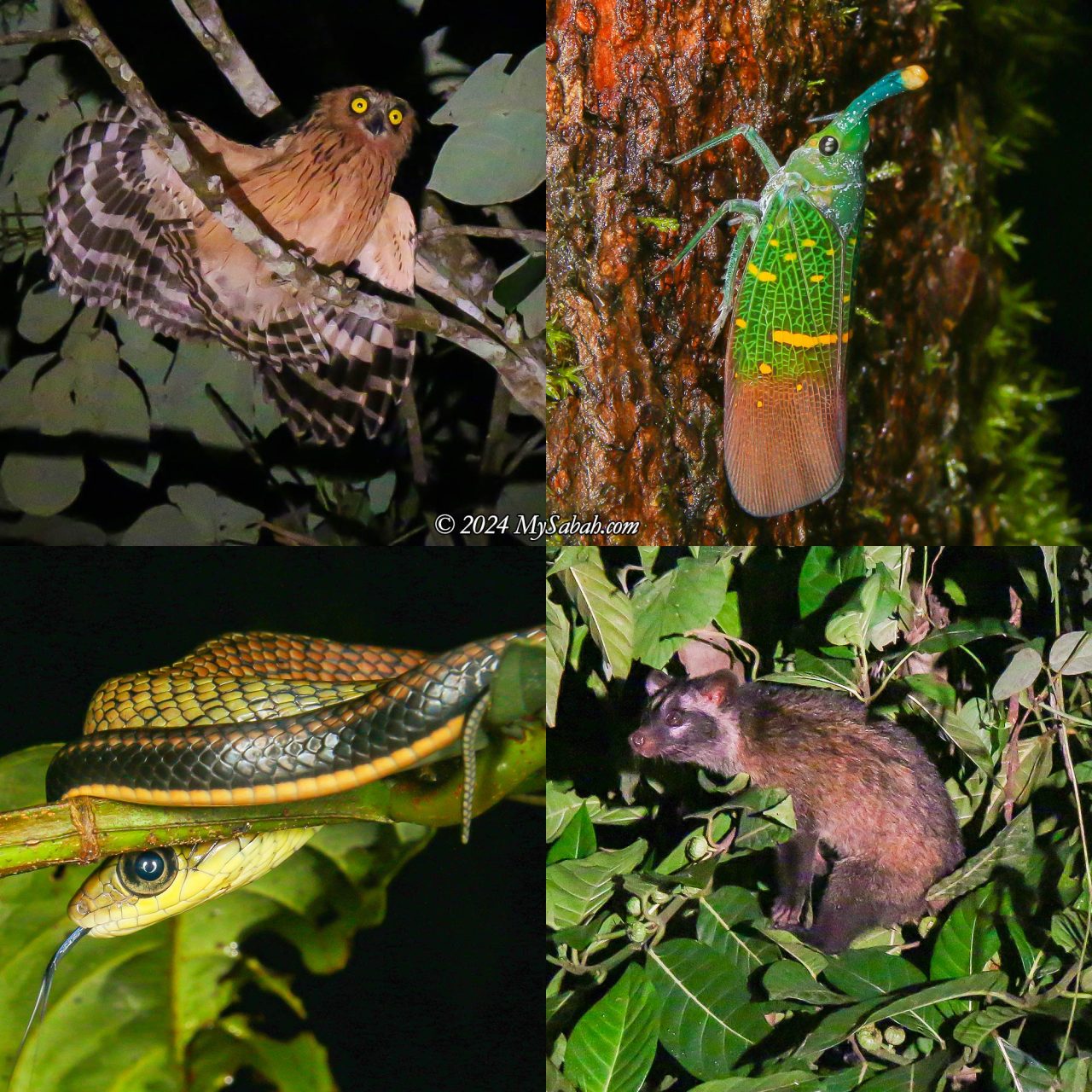 Left to right, top to bottom: Buffy Fish Owl, Lantern Bug (Pyrops transversolineatus), Striped Bronzeback, Palm Civet