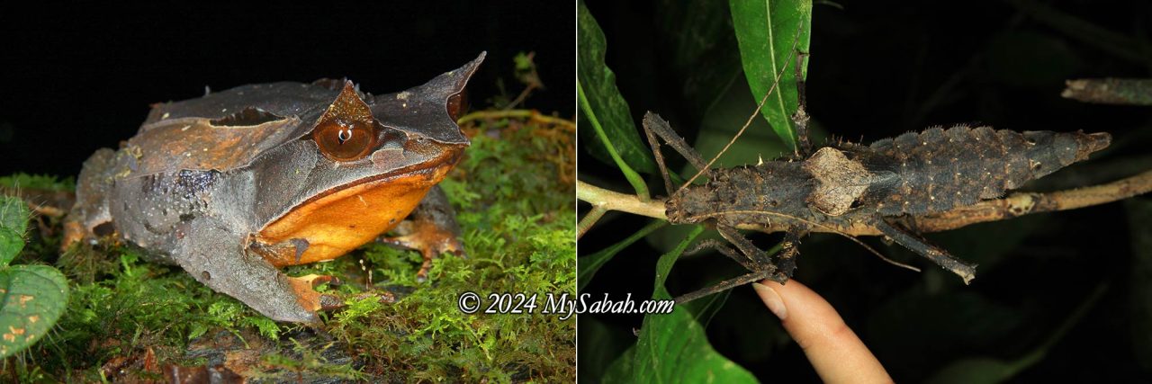 Left: Bornean Horned Frog, Right: Stick Insect