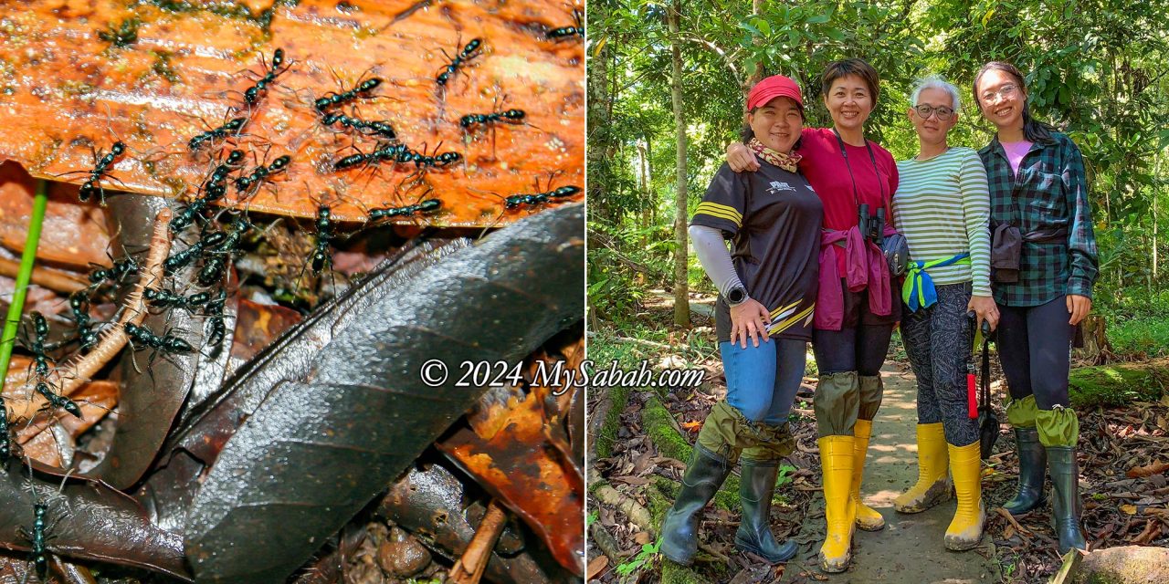 Left: Fire ants. Right: Tourists wearing rubber boots.