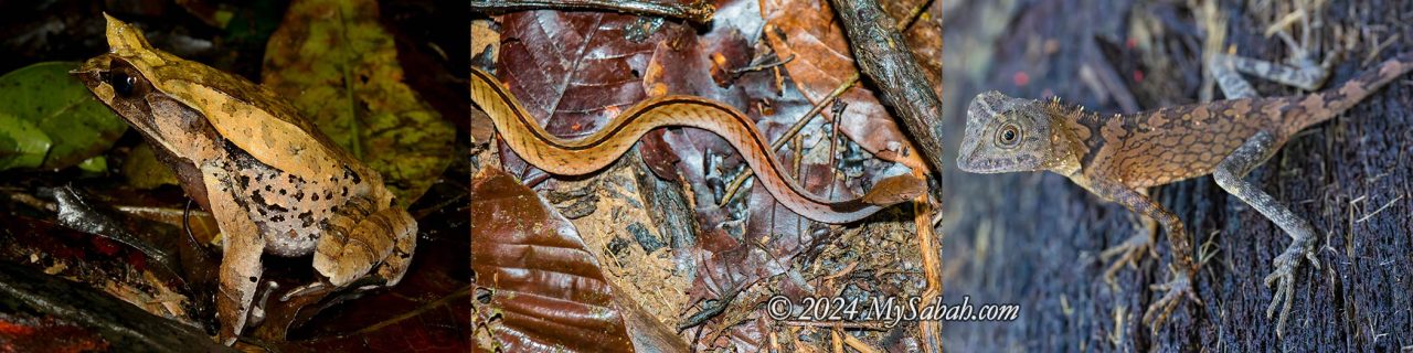 Frog, snake and agamid of Borneo