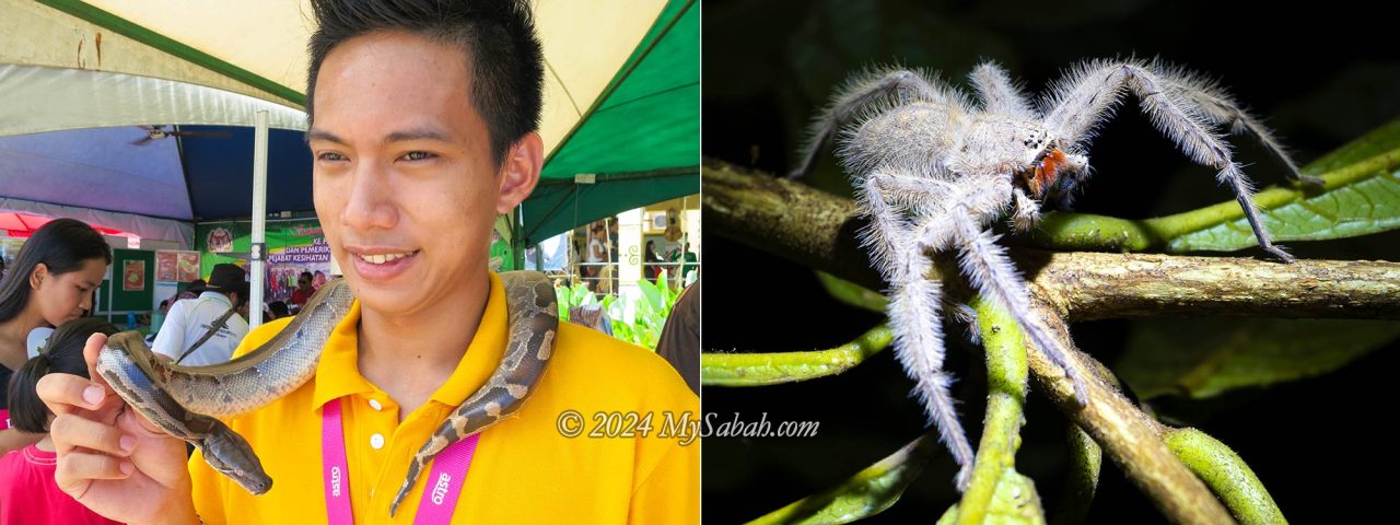 Borneo Blood Python and white spider of Sabah