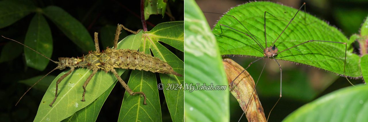 Left: Stick insect. Right: Daddy longlegs (Harvestman)