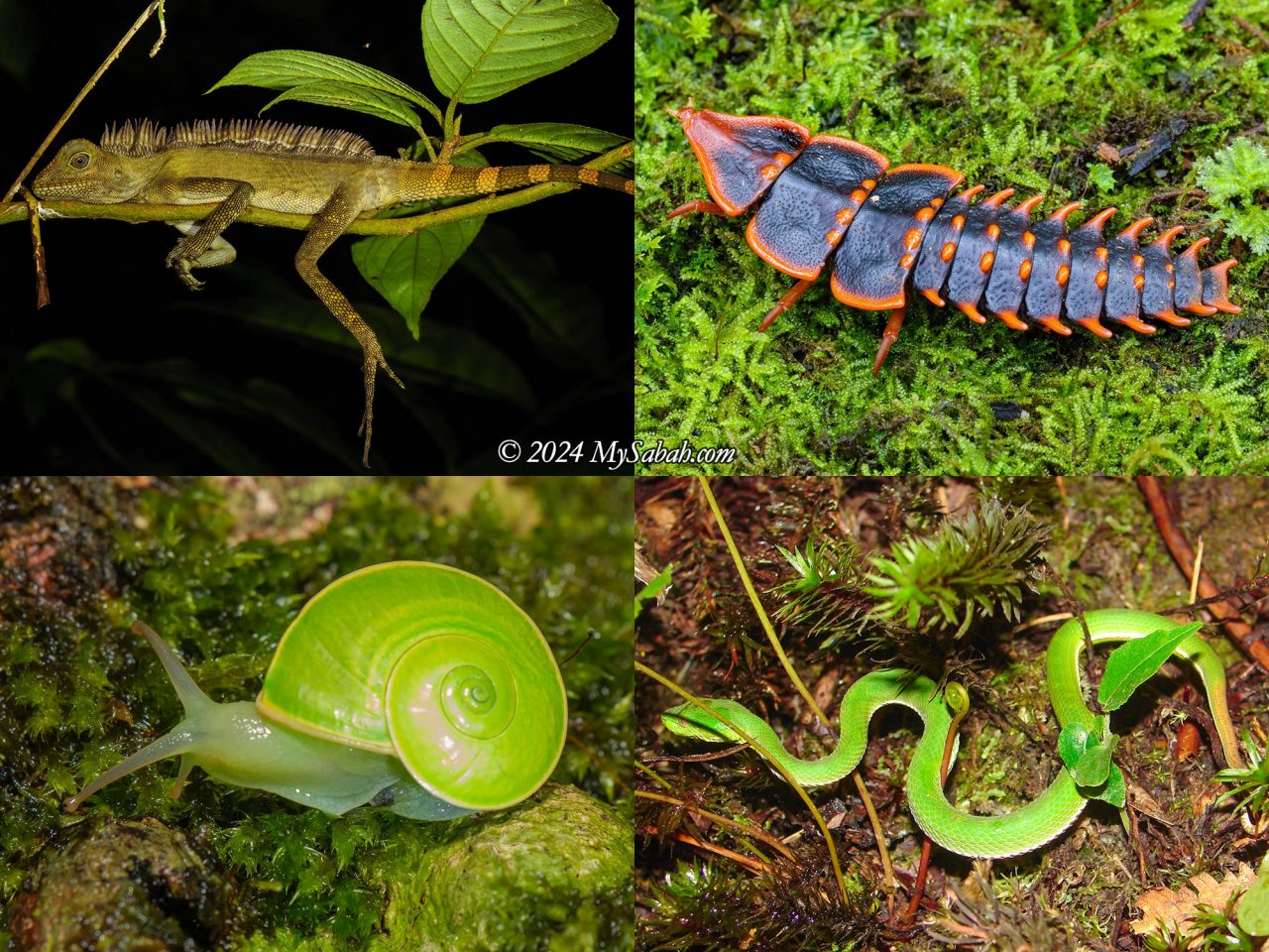 Left to right, top to bottom: Borneo Anglehead Lizard (Gonocephalus borneensis), Trilobite Beetle, Jade Snail (Rhinocochlis nasuta), Green Pit Viper.