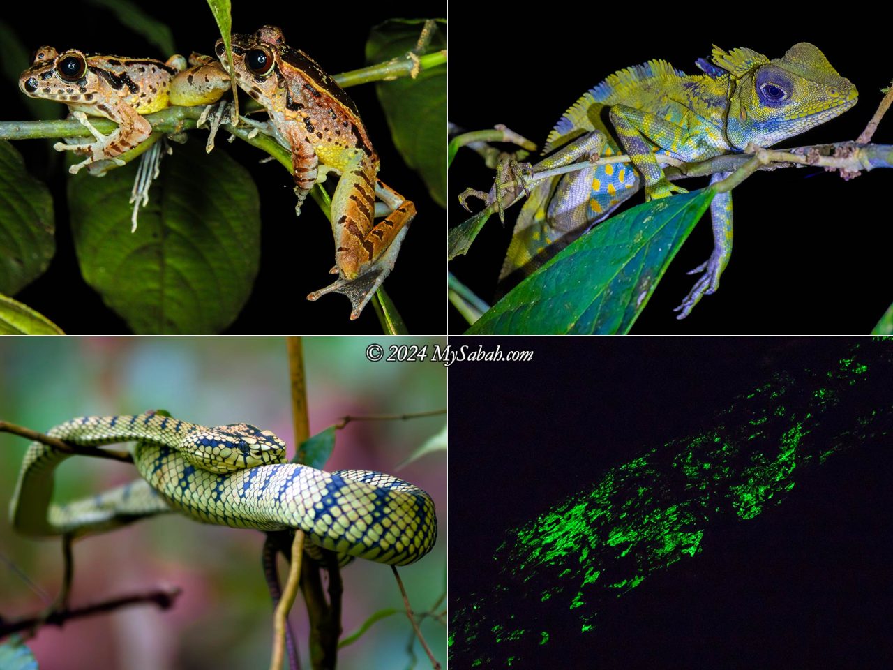 Left to right, top to bottom: Hole-in-the-head Frog (Huia cavitympanum), Giant Forest Dragon (Gonocephalus grandis), Sumatran Pit Viper (Trimeresurus sumatranus), Bioluminescent Fungus on a rotten log