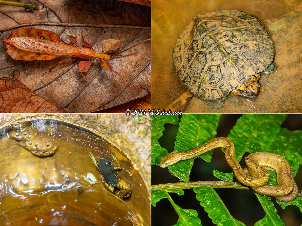 Left to right, top to bottom: Leaf Insect (Phyllium agnesagamaae), river turtle, Saffron-bellied Frog (Chaperina fusca) guiding its eggs in a tree hole, Psammodynastes pulverulentus (common mock viper)