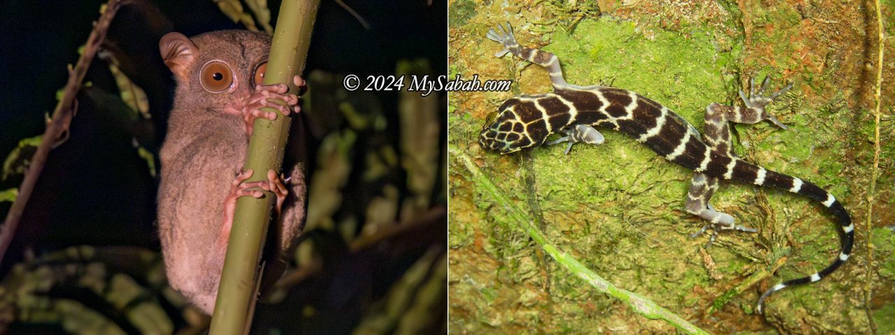 Left: Tarsier, Right: Bent-toed Gecko