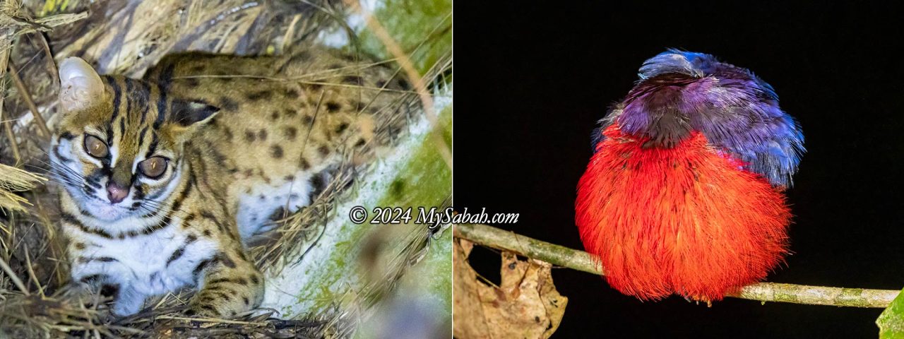 Left: Leopard Cat, Right: A sleeping black-crowned pitta (Erythropitta ussheri)