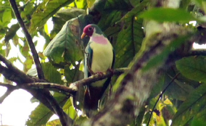 Birds Of Sabah (I-M) - MySabah.com