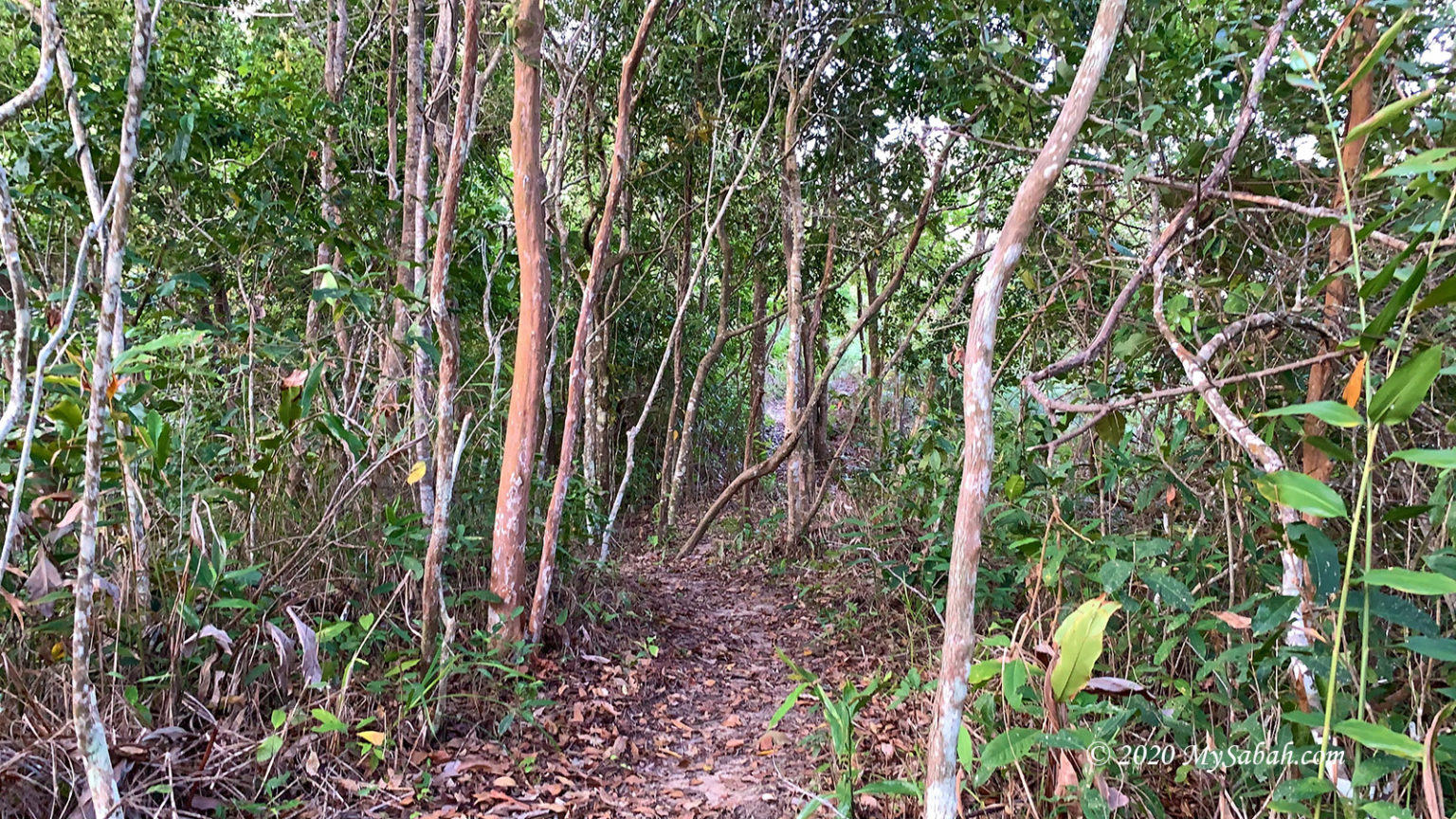 Climbing Bukit Bongol (Bongol Hill) of Kota Belud - MySabah.com