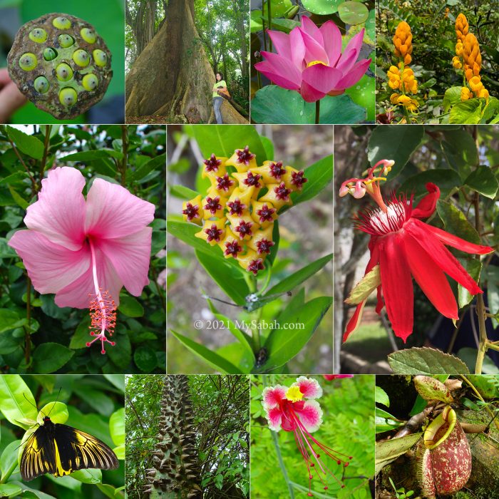 Sabah Agriculture Park, the largest garden of Sabah - MySabah.com